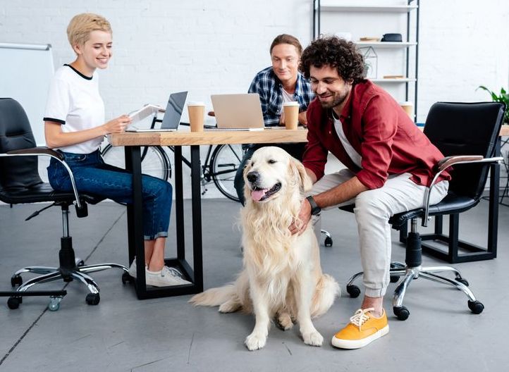 Ein Hund im Büro? Die Vor- und Nachteile von Bürohunden